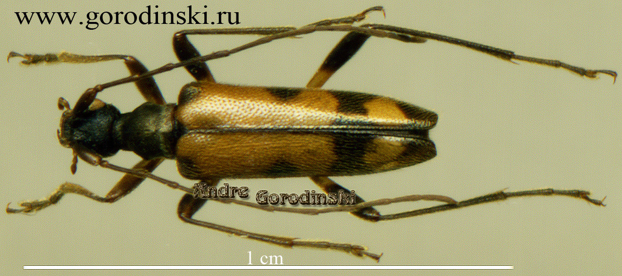 http://www.gorodinski.ru/cerambyx/Pidonia sp.1.jpg